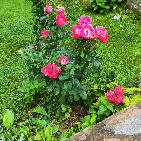 еко дивна - тетевенски балкан