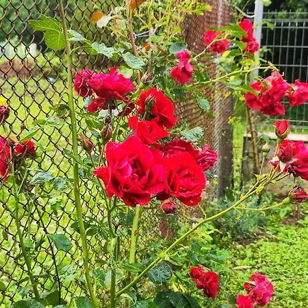 еко дивна - тетевенски балкан * Divchovoto