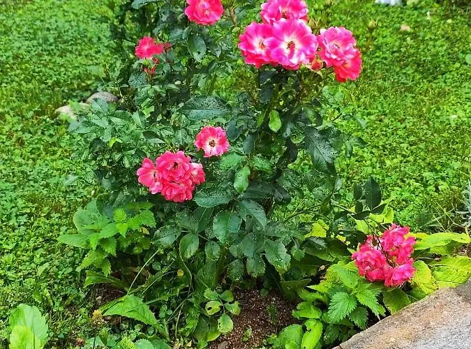 еко дивна - тетевенски балкан