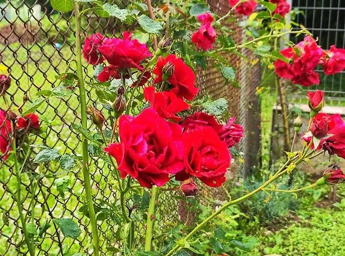 еко дивна - тетевенски балкан * Dicsovoto