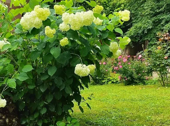 еко дивна - тетевенски балкан Dicsovoto