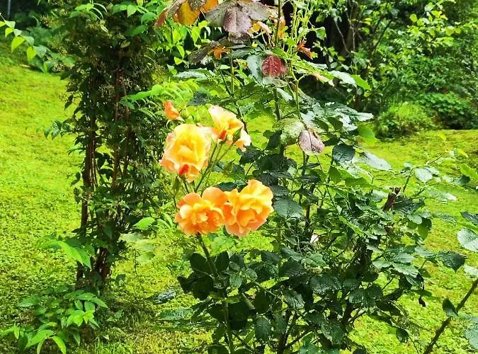 Villa еко дивна - тетевенски балкан Dicsovoto